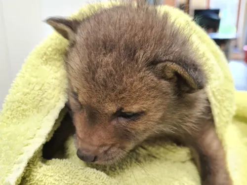 2024 3 babyvos john cherinda uitgesneden 3