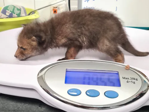 2024 3 babyvos john cherinda uitgesneden 4