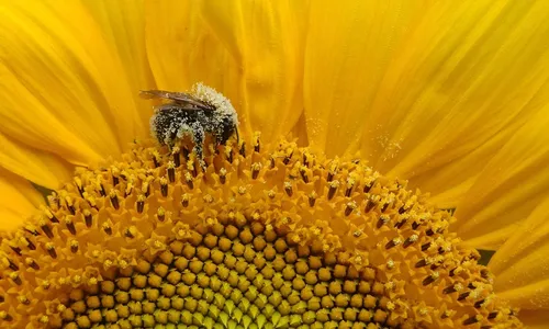 eerste prijs marcel jansen 1