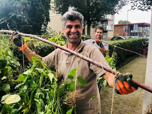 in wijktuin noordhove worden bonen te drogen gehangen foto stichting piezo