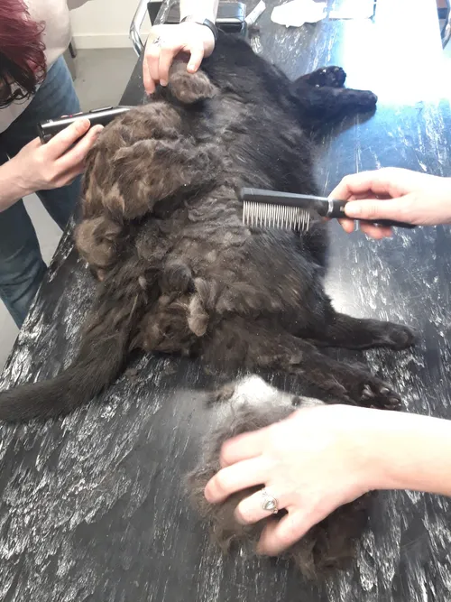 jabba maart2024 4 foto joanne van ooijen