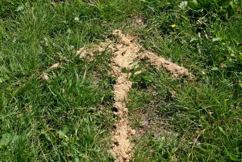 natuurspeurtocht pijlingras