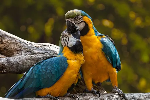 parrots 3427188 960 720
