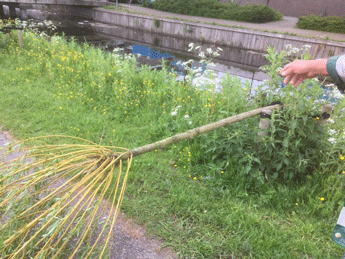 vandalisme knotwilgen buurtvaart2 345