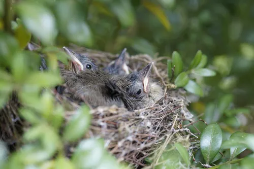 vogeljongen in nest