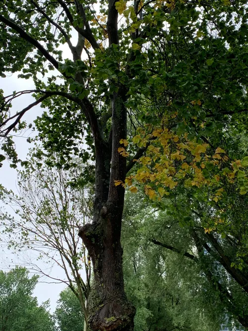 zieke iep zoetermeer 1