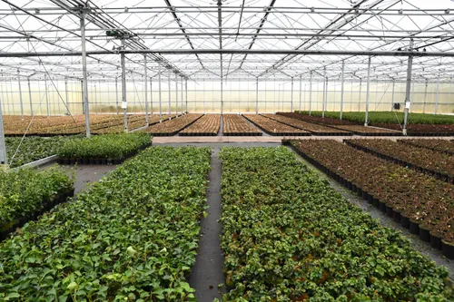 20190127 wernhout jst0970 1