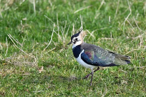 lapwing gd4e8bb97c 640