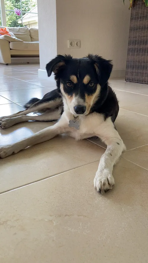 rescuehond