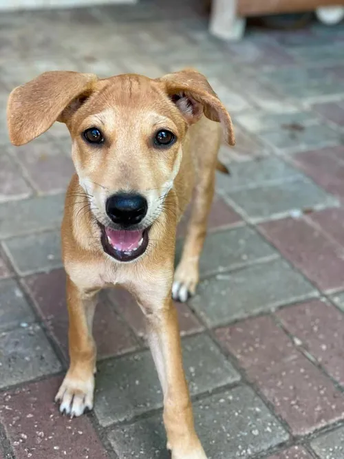 rescuehond1