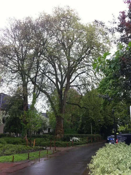 1 plataan zwolle theo katenberg