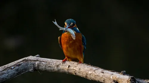 schermafbeelding 2021 02 01 om 105458