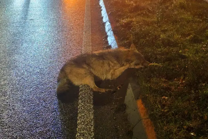 Wolf doodgereden Bennekom