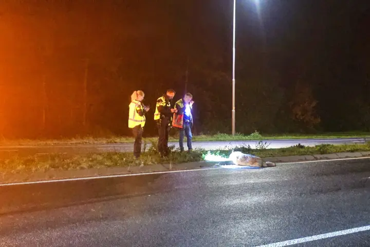 Wolf doodgereden Bennekom