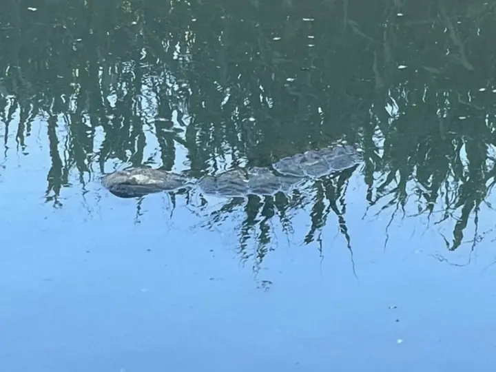 Krokodil in Schiedam