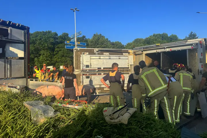 Vrachtwagen varkens kantelt