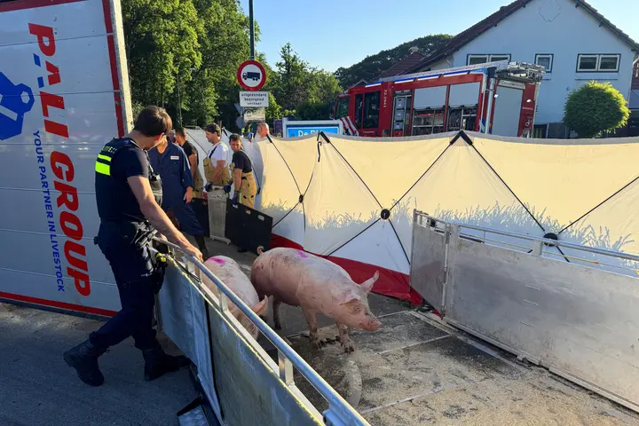 Vrachtwagen varkens kantelt