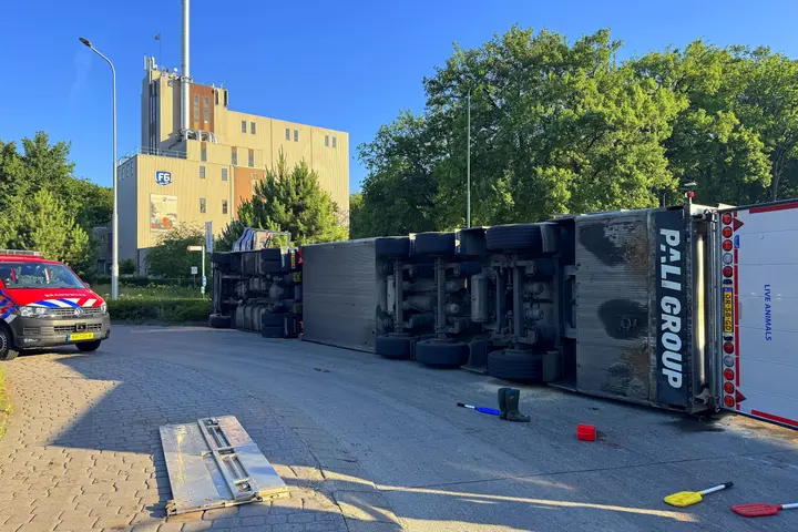 Vrachtwagen varkens kantelt