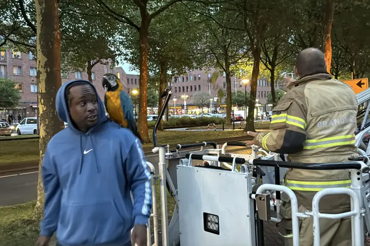 Papegaai uit boom gered in Amsterdam