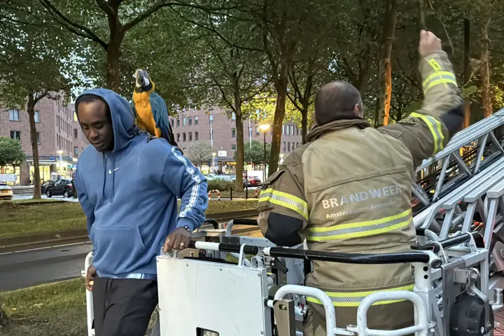 Papegaai uit boom gered in Amsterdam