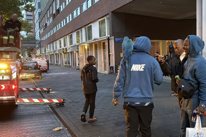 Papegaai uit boom gered in Amsterdam