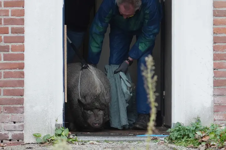 Verwaarloosd varken ontdekt in Rijtjeshuis