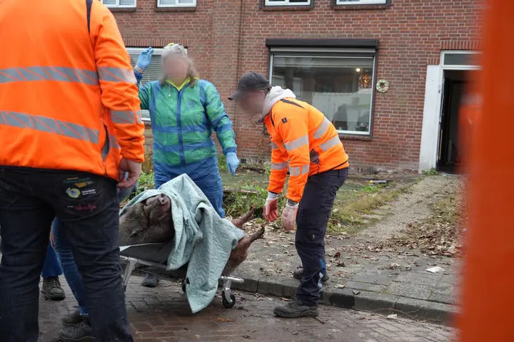 Verwaarloosd varken ontdekt in Rijtjeshuis