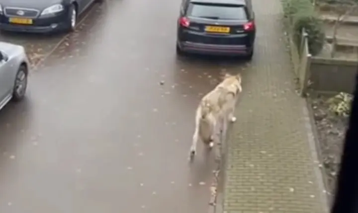 wolf