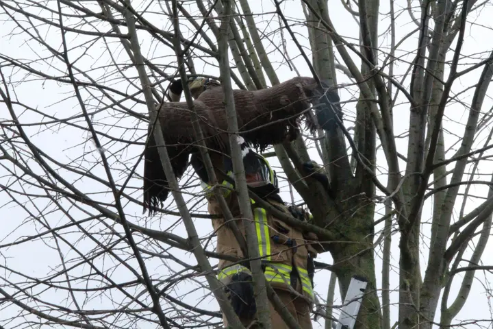 Gans gered Sliedrecht