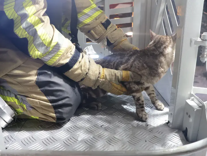 Kat