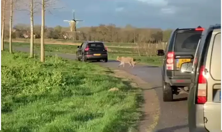 Wolf in Buren