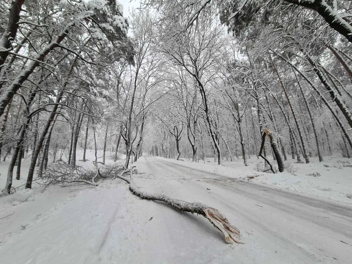 isluze medziai ir nukritusios sakos miesto parkuose imones stebule nuotr 4