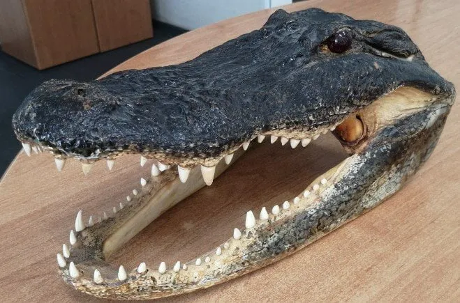 krokod