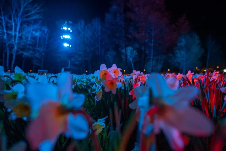 naktis narcizu laukuose jpg