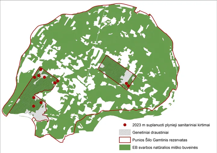 punios sile suplanuoti ir atlikti sanitariniai plynieji kirtimai2023 scaled