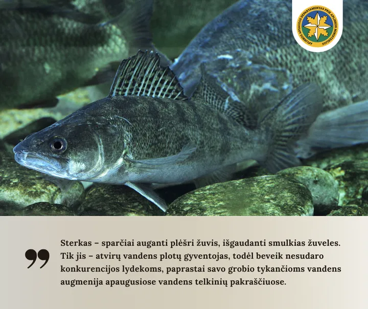 sterkas2