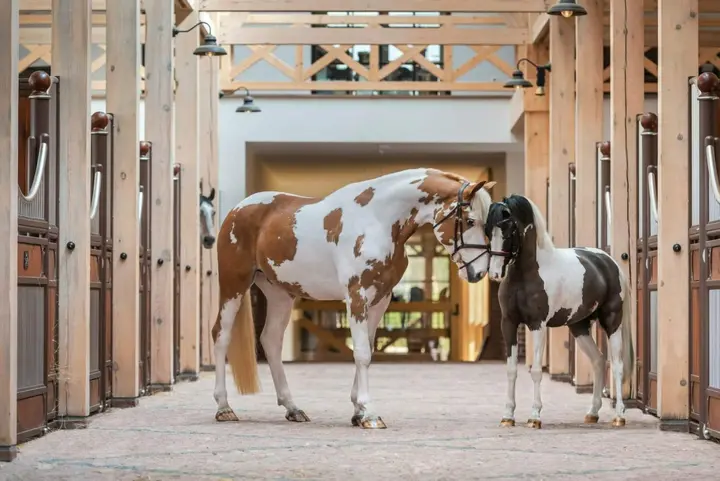 fotosesija-royal-horse-resort-nuotr.