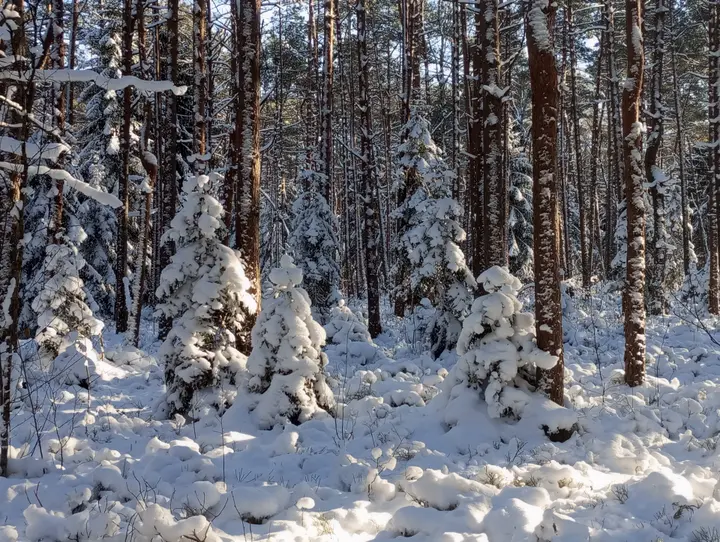 Statiškės_miškas_A.Pečkio nuotrauka