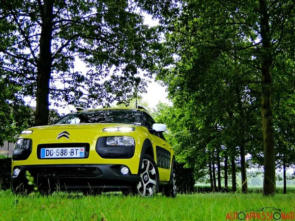 C4 Cactus 05