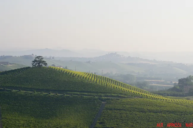 Langhe Piemonte