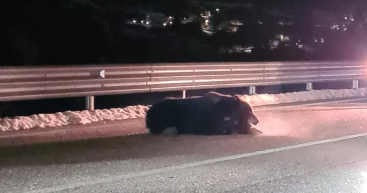 orso morto