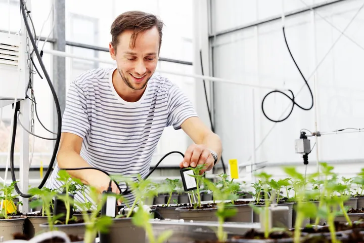 autonome dwergtomaat