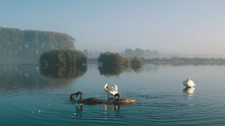 de biesbosch natuur in beweging 1271