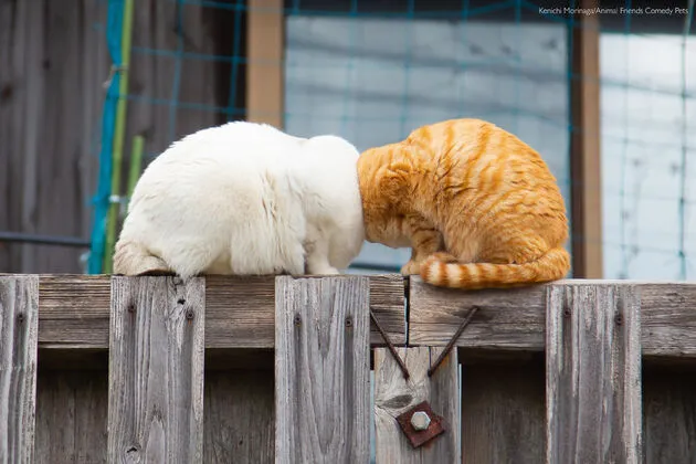 1. OVERALL WINNER &amp; Cat Category Winner_Kenichi Morinaga_Boom Boom