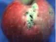1140128204apple-virus.jpg
