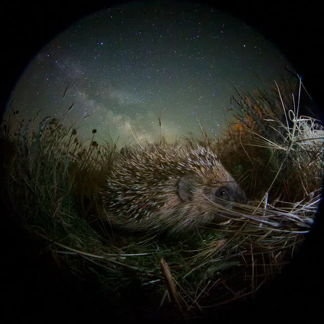 130992649681177848 egor nikiforov russia shortlist open low light 2016