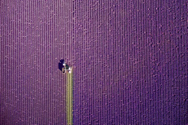 De winnaar in de categorie Nature. Foto: jcourtial