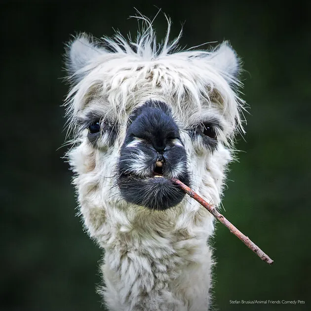 3. All Other Animals Category winner_Stefan Brusius_Smokin' Alpaca