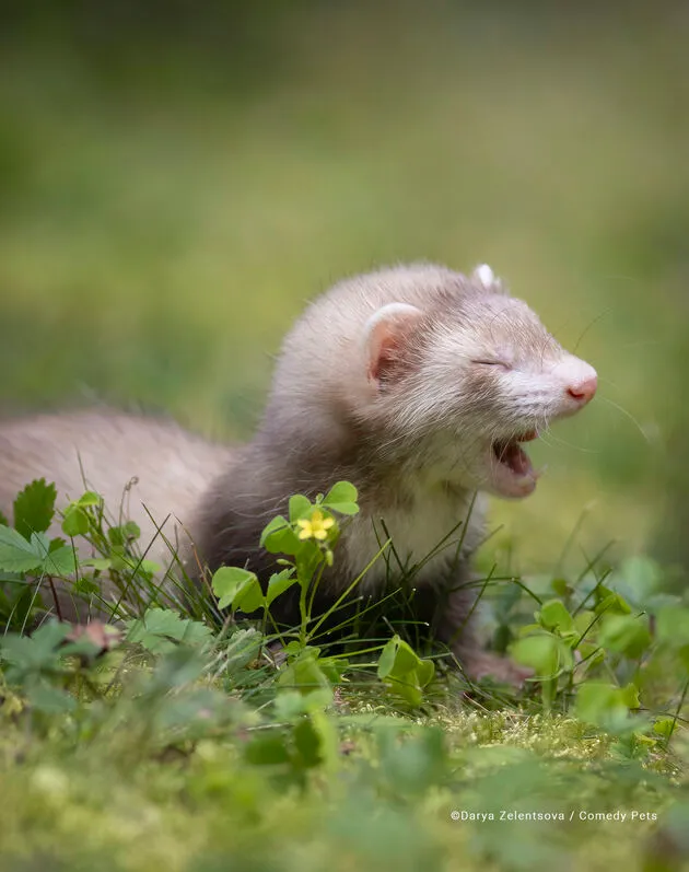 3. All Other Creatures Category Winner Darya-Zelentsova_The-first-outdoor-walk copy
