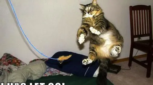 30-miljoen-opgehaald-door-lolcats-en-het.jpg